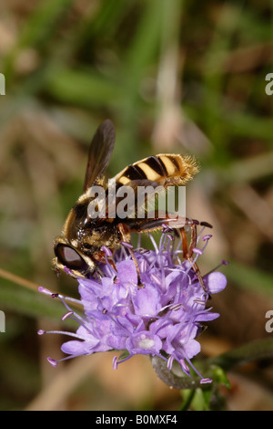 Schweben fliegen Sericomyia Silentis Syrphidae am Devils bit Witwenblume Succisa Pratensis UK Stockfoto