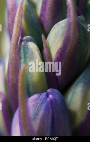 Hyacinthaceae Hyacinthoides Hispanica Fausse Jacinthe d ' Espagne Stockfoto