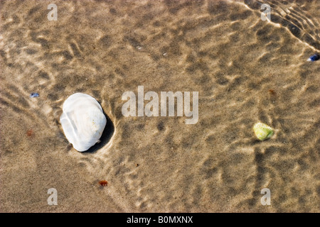 White mussel shell lie in the sand Stockfoto