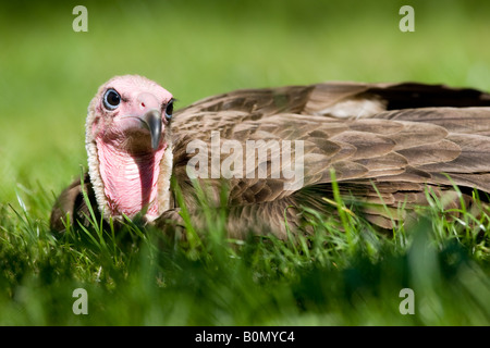 Mit Kapuze Geier - Necrosyrtes monachus Stockfoto