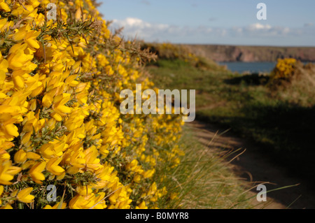 Ginster Ulex Europaeus wächst auf dem Fußweg, Marloes Sands Marloes Pembrokeshire Wales UK Europe Stockfoto