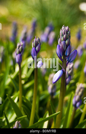 Hyacinthaceae Hyacinthoides hispanica Stockfoto