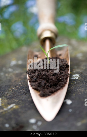 Blume im Kompost auf einer Kelle Kupfer Hand säen. UK Stockfoto