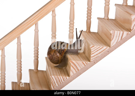 Lustige Schnecke versucht, eine hölzerne Treppe klettern Stockfoto