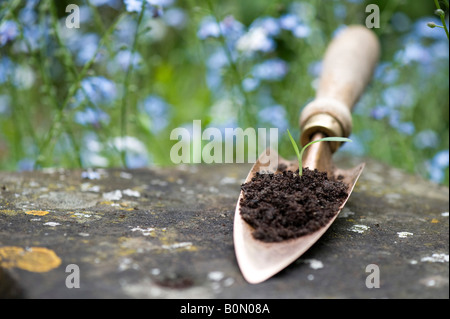 Blume im Kompost auf einer Kelle Kupfer Hand säen. UK Stockfoto