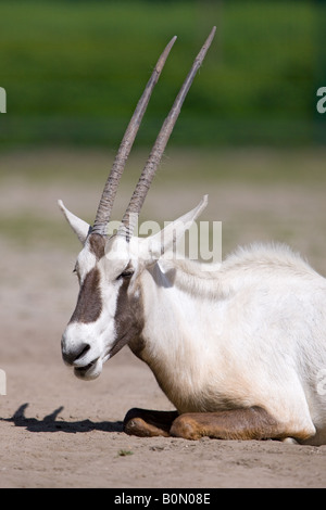 Arabische Oryx-Antilope - Oryx leucoryx Stockfoto