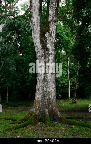 Die Ruinen von Copan Website und Park in Copan Honduras am 3. November 2006 Stockfoto