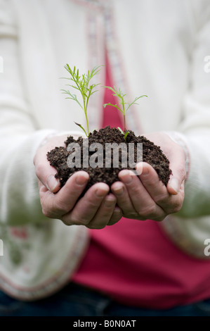 Frau Blume Sämlinge in Kompost in ihren Händen halten. UK Stockfoto