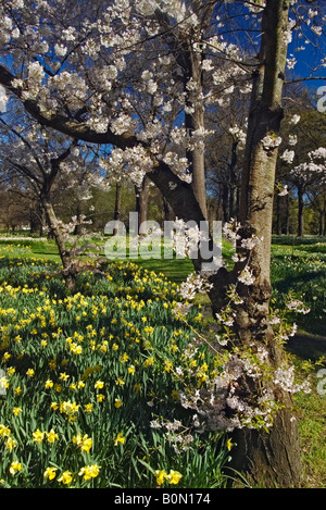 Frühling Blüte und Narzissen in Hagley Park, Christchurch, Neuseeland. Stockfoto