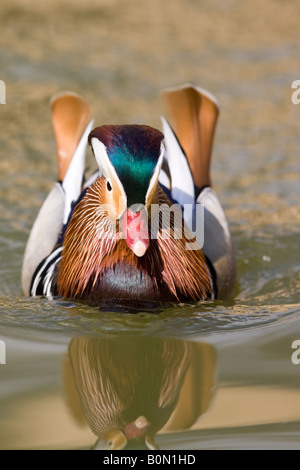 Mandarinenten - Aix galericulata Stockfoto