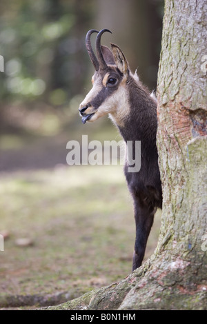 Gemsen hinter einem Baum - Rupicapra rupicapra Stockfoto