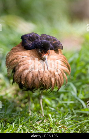 männliche Ruff Zucht Gefieder - Philomachus Pugnax anzeigen Stockfoto