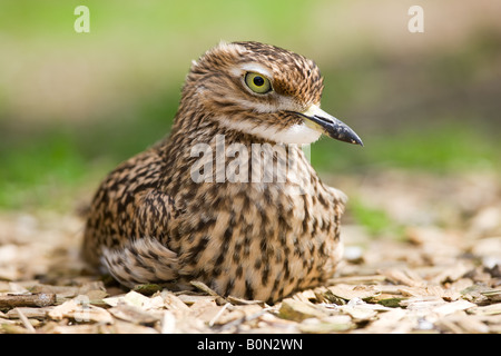 Spotted dick Knie oder Spotted Dikkop oder Cape Thick-knee-Burhinus capensis Stockfoto