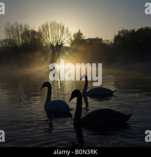 Schwäne auf der Themse in den frühen Morgenstunden Stockfoto