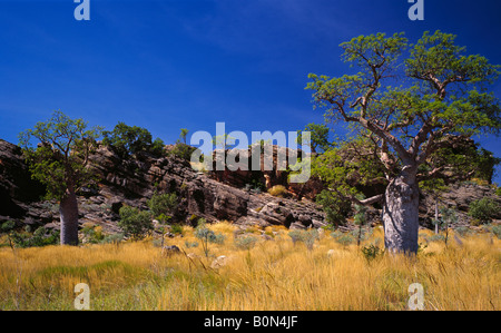 Boab Bäume Affenbrotbäume Gregorii in der Nähe von Tunnel Creek Kimberley Region Western Australia Stockfoto