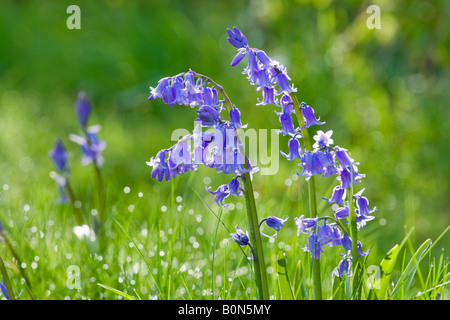 Bluebell, Hyacinthoides non-Scripta, mit Tau auf dem Rasen Stockfoto