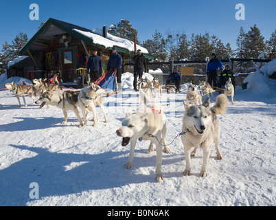 Vier Dogsledges mit sibirischen Huskies wartet auf den Start einer Reise im winterlichen Lappland / nördlichen Schweden Stockfoto