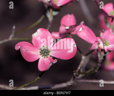 Eine rosa blühende Hartriegel Cornus Florida Rubra. Stockfoto