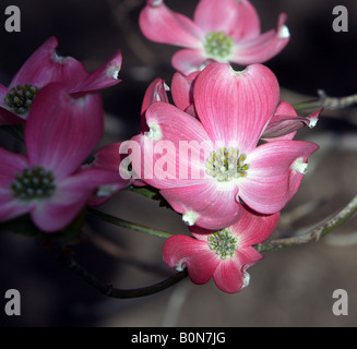 Eine rosa blühende Hartriegel Cornus Florida Rubra. Stockfoto