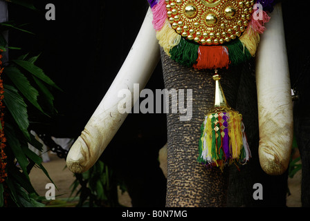 Einen geschmückten Elefanten während der Tempel Festival Kerala Indien Stockfoto