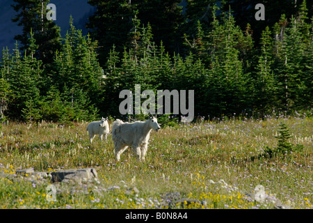 Bergziege Chevre Montagne Oreamnos Americanos Artengemeinschaft Capra Montagna Nävi Bovidi Säugetiere Mammiferi Glacier Nationalpark Monta Stockfoto