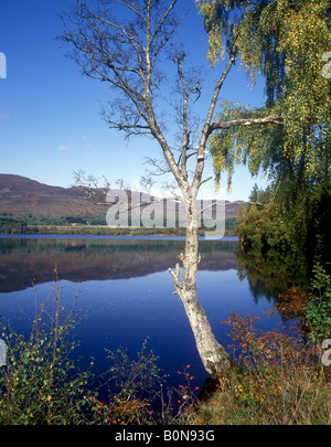 Schöne Reflexionen über Loch Alvie im Spey Tal Stockfoto