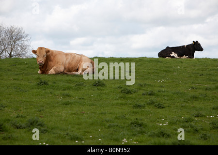 großen Bull liegend in einer Wiese in Nordirland mit Kuh im Hintergrund Stockfoto