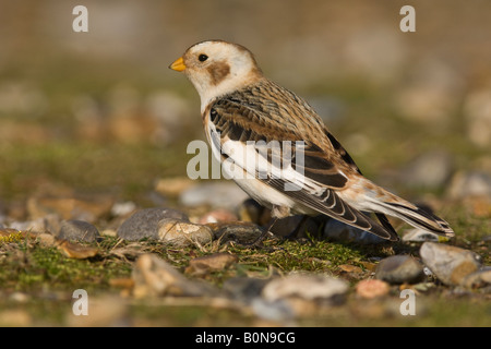 Snow Bunting Plectrophenax Nivalis winter männlichen Norfolk England Stockfoto