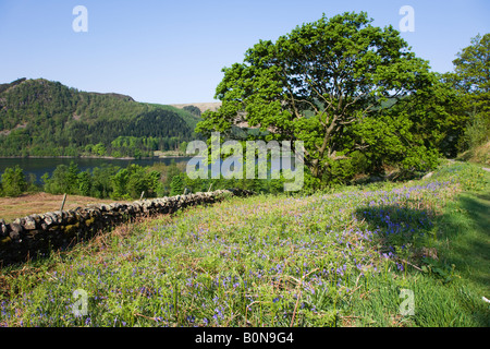 Thirlmere im Mai Frühjahr Farben an den Bäumen mit Glockenblumen rund um den Stausee, der "Lake District" Cumbria England UK Stockfoto