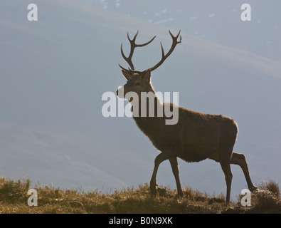 Rothirsch Cervus Elephas Hirsch Alladale Sutherland Schottland Stockfoto