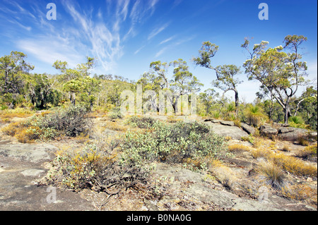 Blühende Eukalyptus Bäume wachsen in Buschland auf Granit aufschlüssen am Mount Dale. Darling Range, Perth, Western Australia. Stockfoto