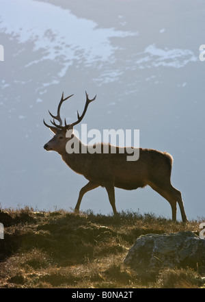 Rothirsch Cervus Elephas Hirsch Alladale Sutherland Schottland Stockfoto
