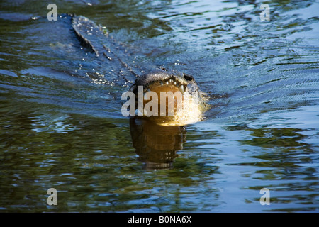 Mississippi-Alligator Krokodil Alligator Mississippiensis ...