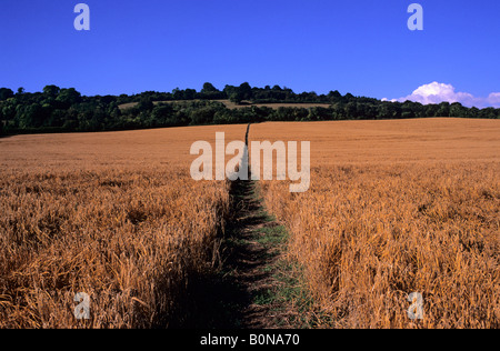 Wanderweg durch Weizen-Feld in der Nähe von Westerham Kent England UK Stockfoto