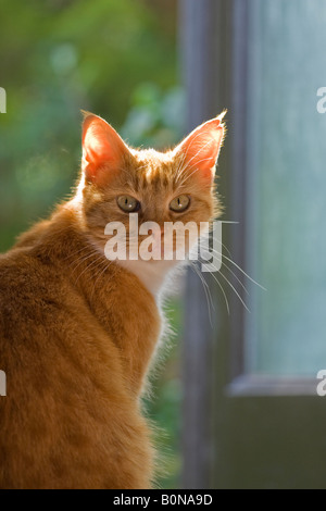 Erwachsene Frau ginger Katze (Felis catus), Blickkontakt mit der Kamera. Fell ist mit Hintergrundbeleuchtung Stockfoto