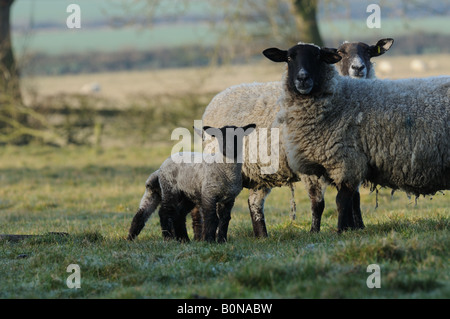 Junge süße Frühlingslämmer in der frühen Morgenlandschaft Englands Stockfoto