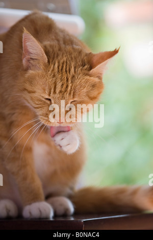 Erwachsene Frau ginger Katze (Felis catus) Pflege selbst und leckt ihre Pfote Stockfoto