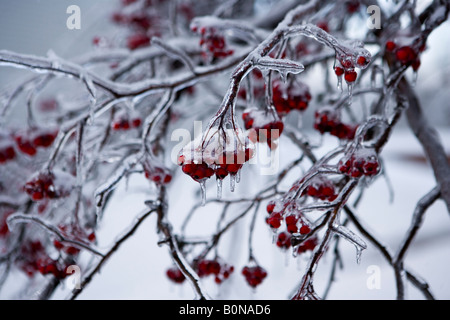 Winter malerisch mit Schnee und Eis bedeckt rote Beeren auf hängenden Ast in Rochester New York Stockfoto