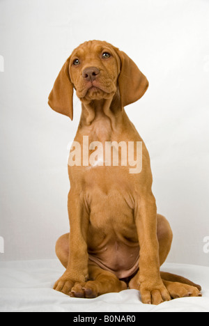 Stock Foto von einem zwei Monate alten ungarischen Vizsla Welpen vor einem weißen Hintergrund Stockfoto