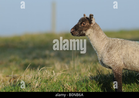 Junge süße Frühlingslämmer in der frühen Morgenlandschaft Englands Stockfoto