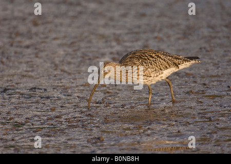 Eurasische Brachvogel Numenius Arquata Erwachsene ernähren sich von intertidal Wattenmeer Norfolk England Stockfoto