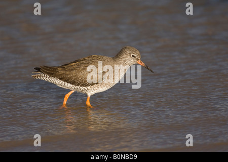 Rotschenkel Tringa Totanus winter Erwachsene waten im seichten Bach Norfolk England Stockfoto