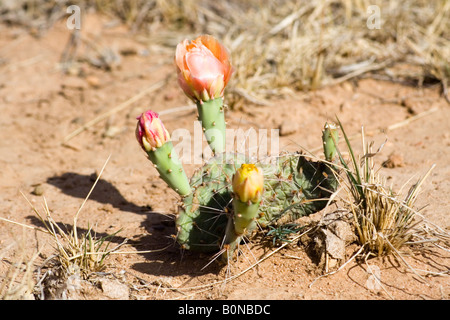 Blühende Feigenkaktus (Opuntia), Arizona, USA Stockfoto