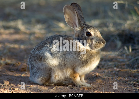 Östlichen Cottontail (Sylvilagus Floridanus), Arizona, USA Stockfoto