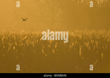 Schleiereule Tyto Alba Jagd in der Dämmerung Norfolk England Stockfoto