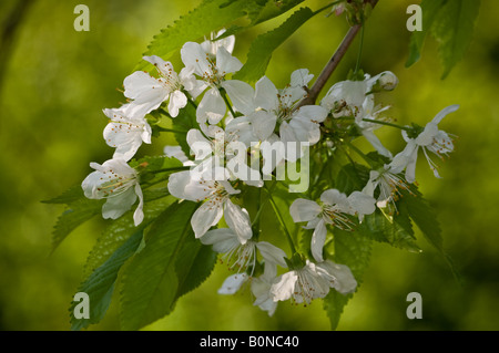 Kirschbaum in Blüte Stockfoto