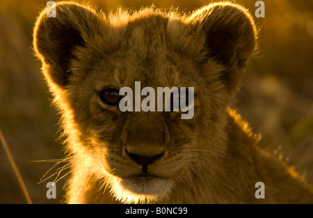 Hinterleuchtete Lion Cub Gesicht aus dem Okavango Delta, Botswana. Stockfoto