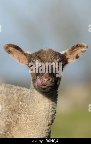 Junge süße Frühlingslämmer in der frühen Morgenlandschaft Englands Stockfoto