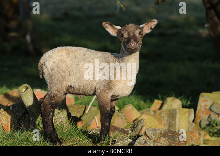 Junge süße Frühlingslämmer in der frühen Morgenlandschaft Englands Stockfoto