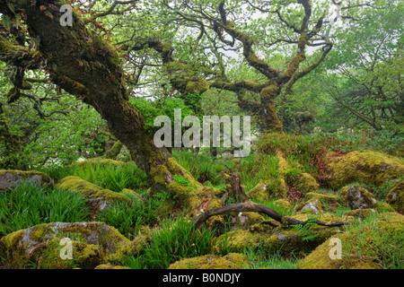 Die großartige und geheimnisvolle Wistmans Holz Nature Reserve in Dartmoor National Park Devon England Stockfoto